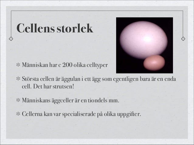 största cellen i kroppen